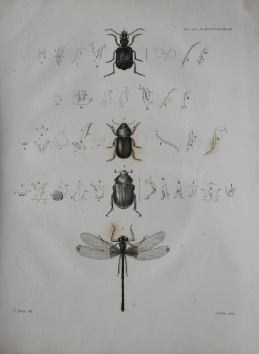 Kirby, W. - A Description of some Insects which appear to exemplify Mr. William S. MacLeay's Doctrine of Affinity and Analogy