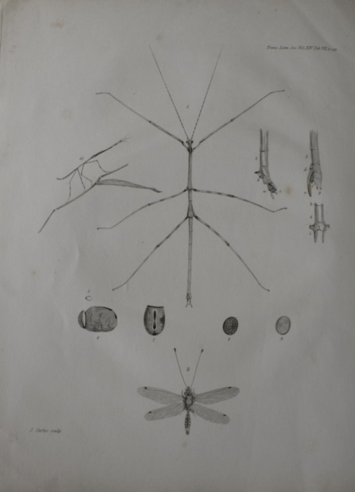 Guilding, L. - The Natural History of Phasma cornutum, and the Description of a new Species of Ascalaphus