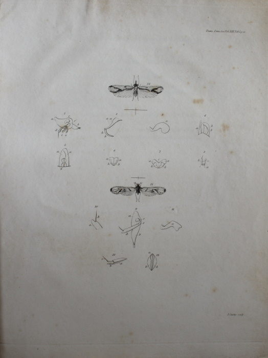 Kirby, W. - The Characters of Otiocerus and Anotia, two new Genera of Hemipterous Insects belonging to the Family of Cicadiad: with a Description of several Species