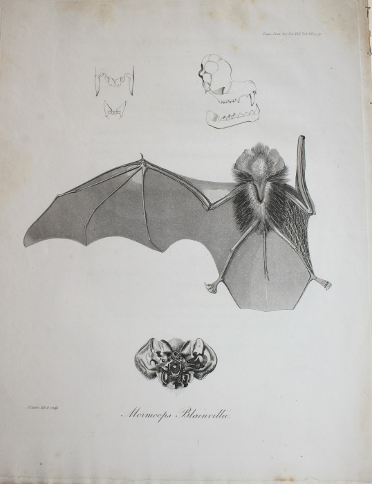 Leach, William Elford [1790-1836] - The characters of seven genera of Bats with foliaceous Appendages to the nose