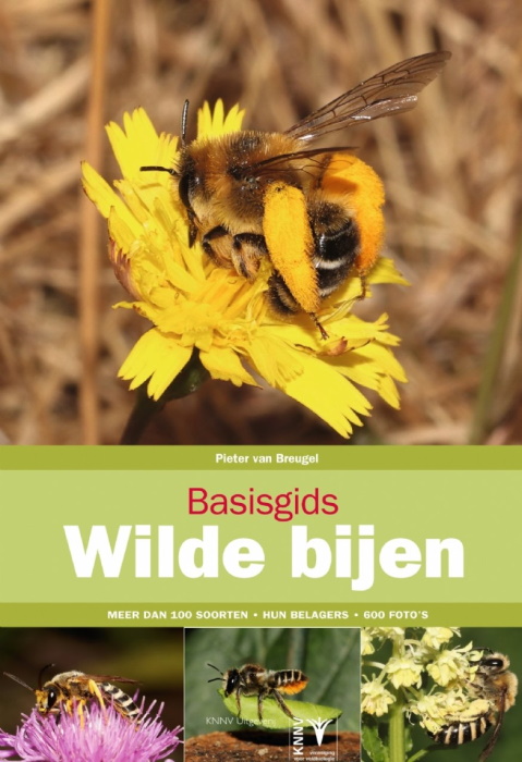 Breugel, Peter van - Basisgids wilde bijen