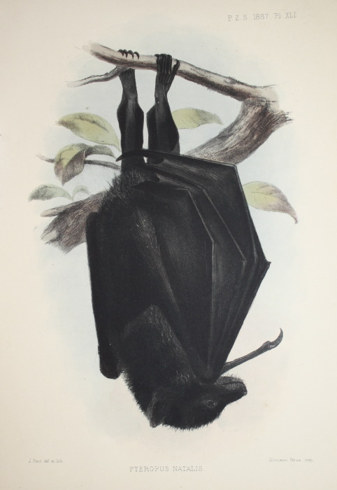Gnther, A. - Report on a Zoological Collection made by the Officers of H.M.S. 'Flying-Fish' at Christmas Island, Indian Ocean