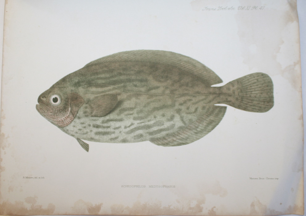 Gunther, A. - Description of a Specimen of <i>Schedophilus medusophagus</i>, a Fish new to the British Fauna