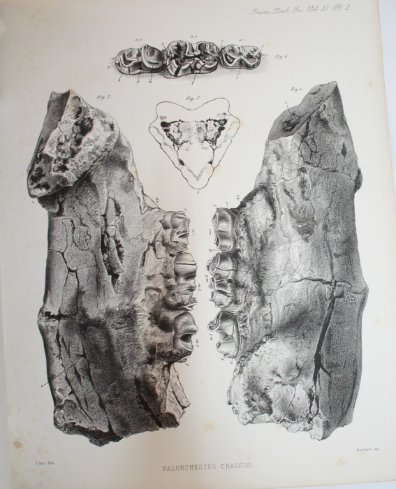 Owen, Richard - Description of a Portion of Mandible and Teeth of a large extinct Kangaroo (<i>Palorchestes crassus</i>, Ow.) from ancient fluviatile Drift, Queensland