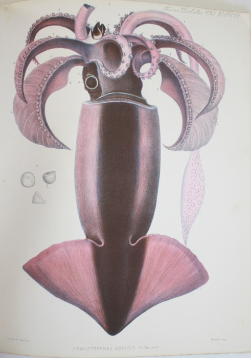 Owen, Richard - Descriptions of some new and rare Cephalopoda. (Part II.)