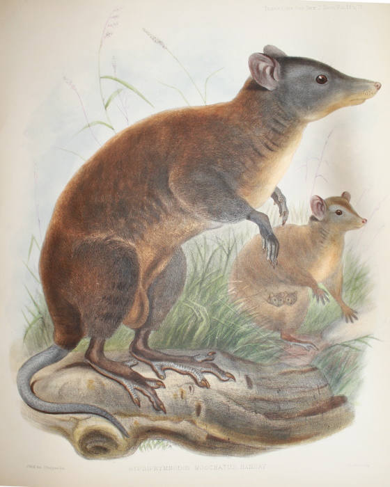 Owen, Richard - On Hypsiprymnodon, Ramsay, a Genus indicative of a distinct Family (Pleopodid) in the Diprotodont Section of the Marsupialia