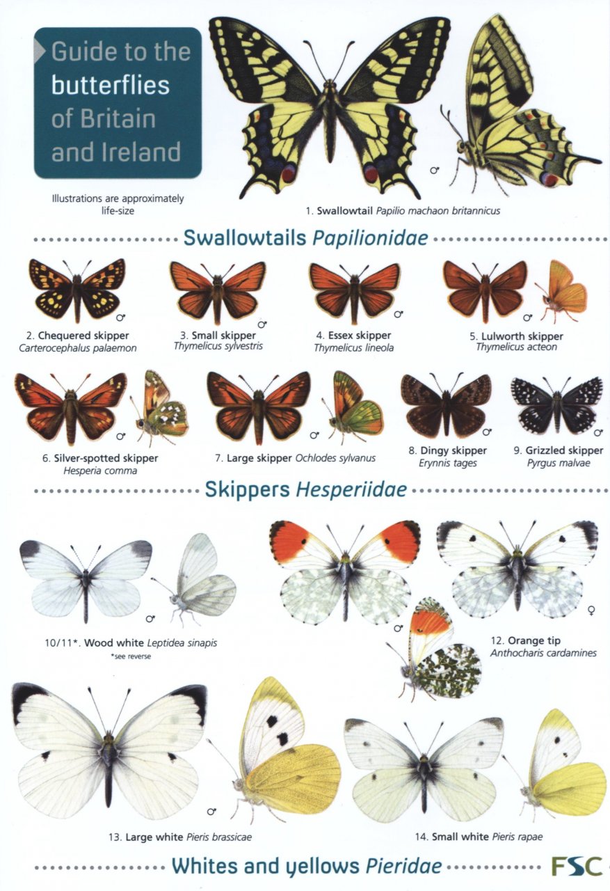 Bebbington, J. - A Guide to the Butterflies of Britain (Identification Chart)