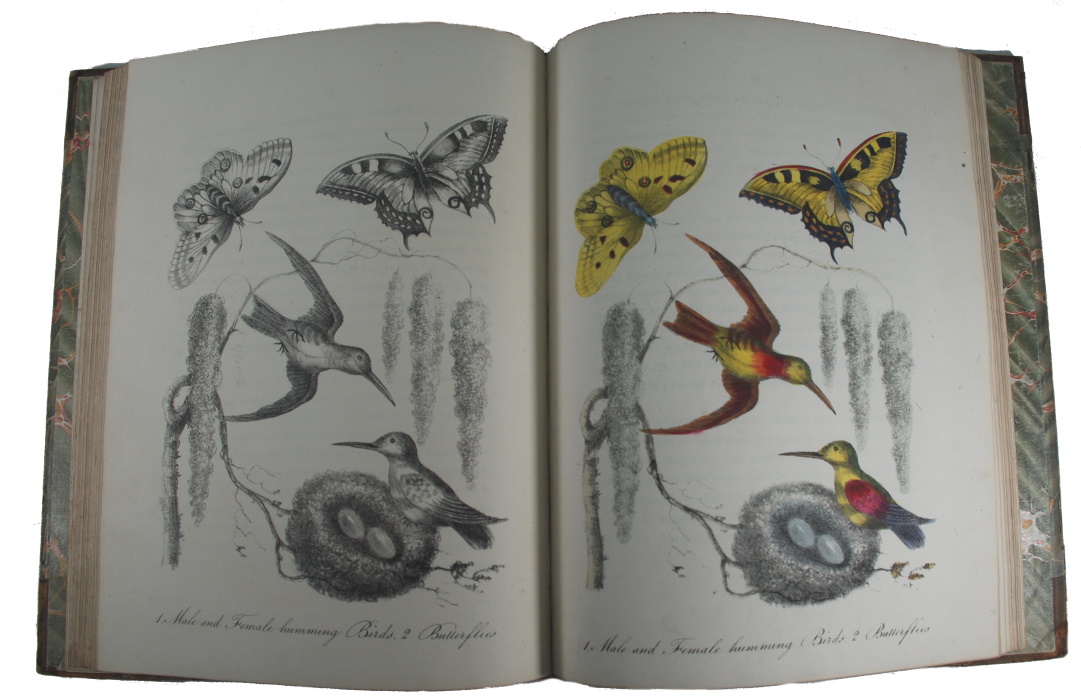 Whittock, Nathaniel - Art of Drawing and Colouring, from Nature, Birds, Beasts, Fishes, and Insects