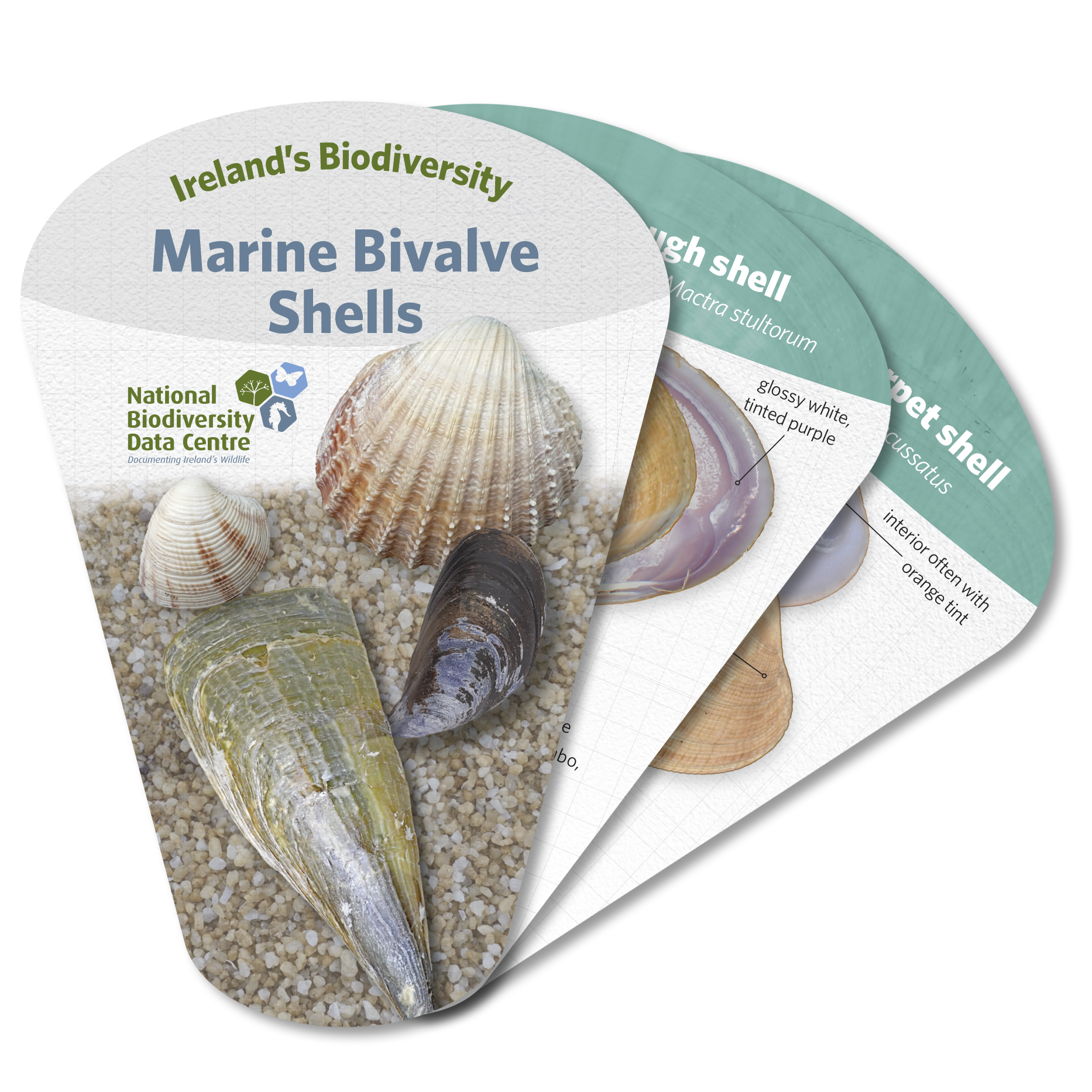 Wall, D. - Marine Bivalve Shells
