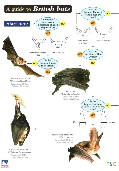 Jones, K.; Walsh, A. - A guide to British bats (Identification Chart)