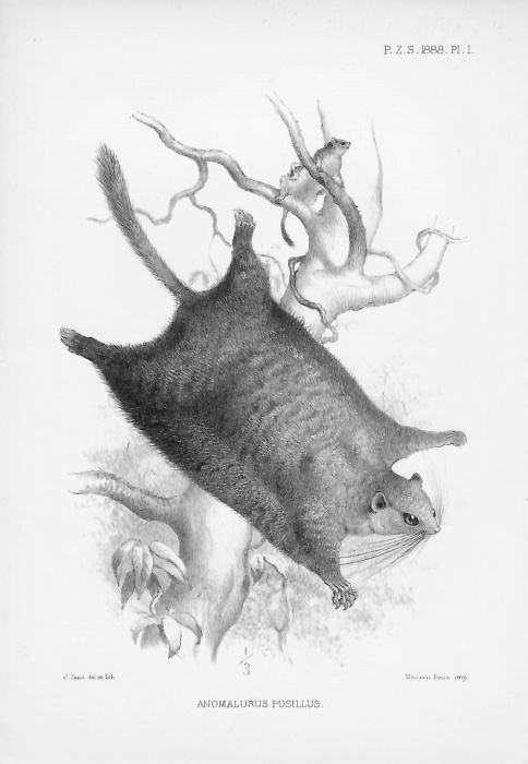  - Dwarf scaly-tailed squirrel (Anomalurus pusillus)