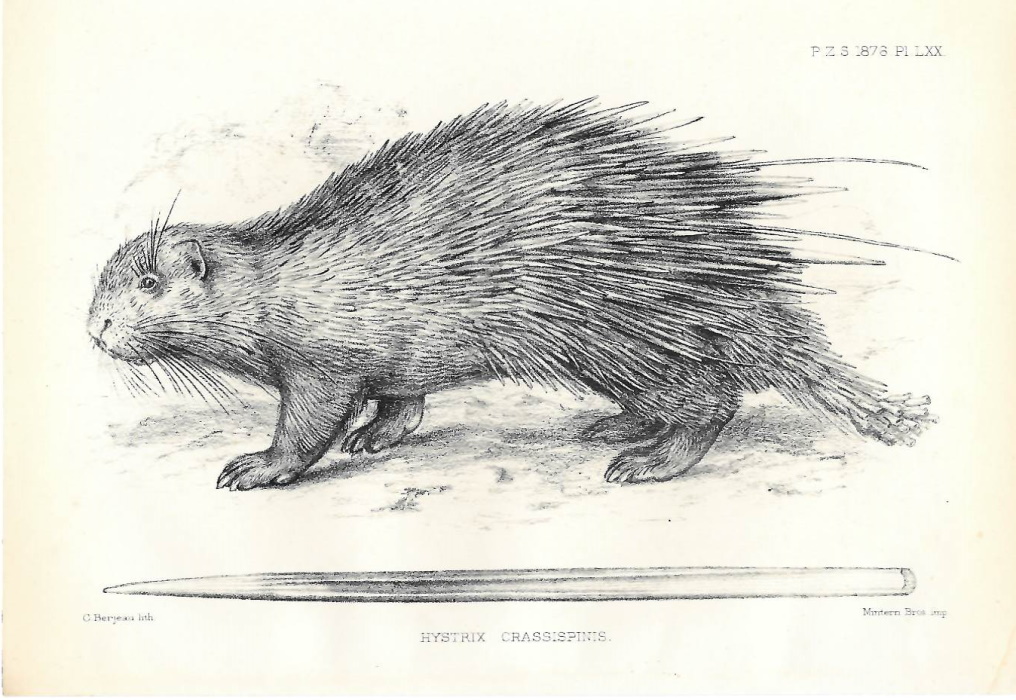  - Thick-spined porcupine (Hystrix crassispinis)
