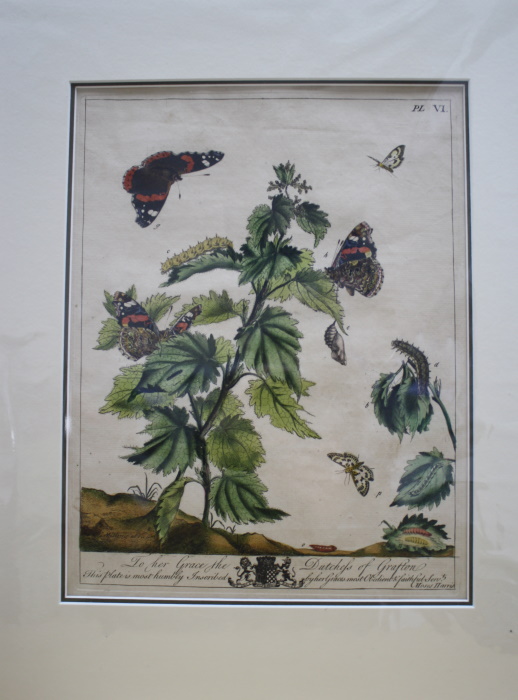 Harris, Moses - The Aurelian; A Natural History of English Moths and Butterflies. Plate VI: The Admirable