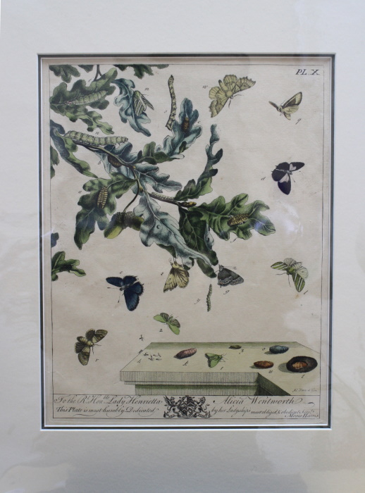 Harris, Moses - The Aurelian; A Natural History of English Moths and Butterflies. Plate X: The Purple Hair-Streak