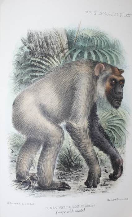 Rothschild, W. - Notes on Anthropoid Apes