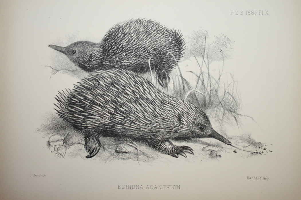  - Echidna acanthion Plate