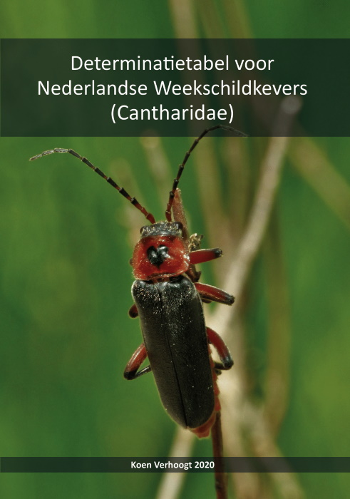 Verhoogt, K. - Determinatietabel voor Nederlandse Weekschildkevers (Cantharidae)
