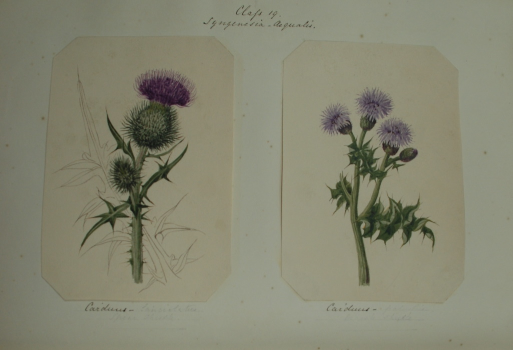 Sevirus, Emily Augusta - Album of original botanical watercolours