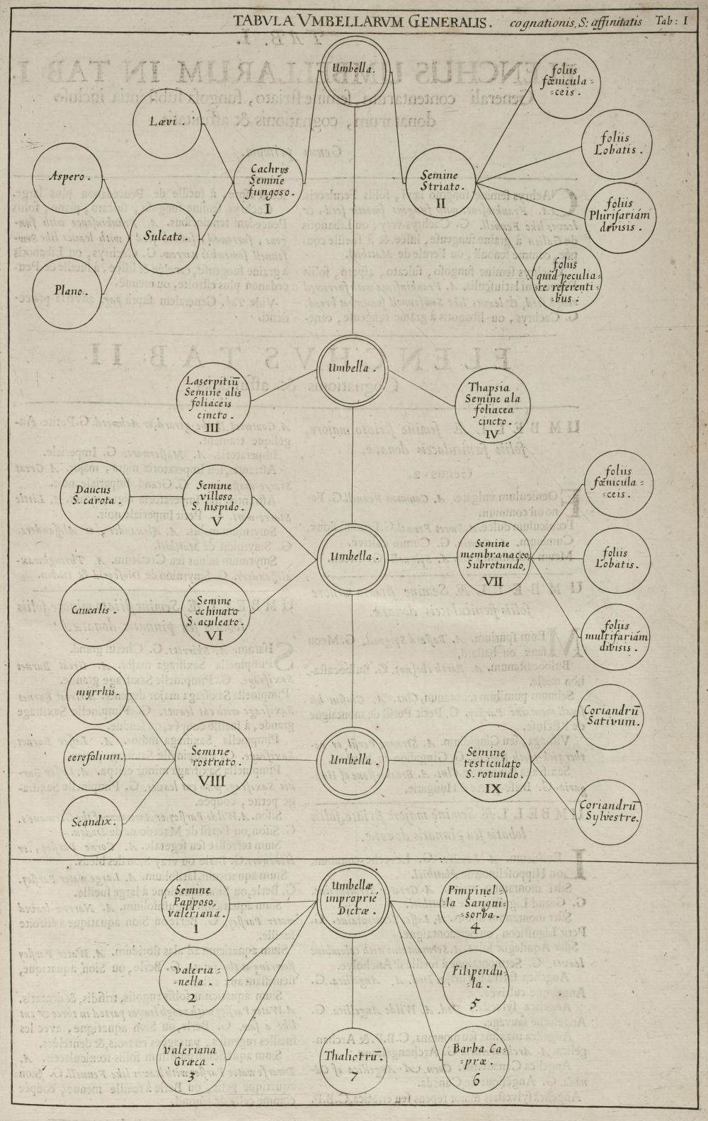 Morison, Robert - Plantarum Umbelliferarum distributio nova, per tabulas cognationis et affinitatis ex libro naturae observata & detecta