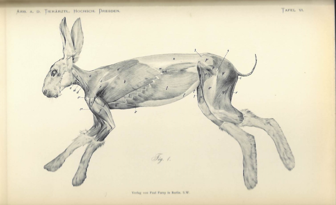 Haack, K. - Vergleichende Untersuchungen uber die Muskulatur der Gliedmassen und des Stammes bei der Katze, dem Hasen und Kaninchen