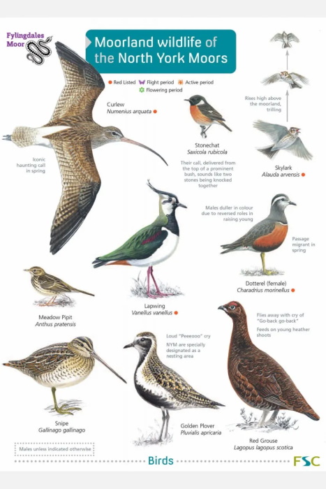 Eyre, T. - Moorland Wildlife of the North York Moors (Identification Chart)