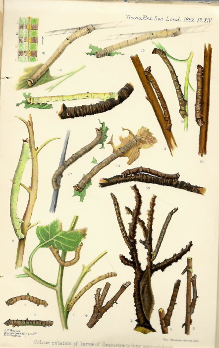 Poulton, E.B. - Further experiments upon the colour-relation between certain Lepidopterous larvae, pupae, cocoons, and imagines and their surroundings