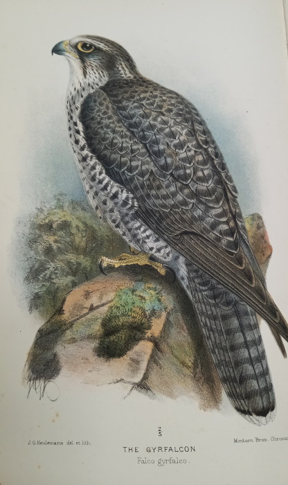 Borrer, W. - Birds of Sussex