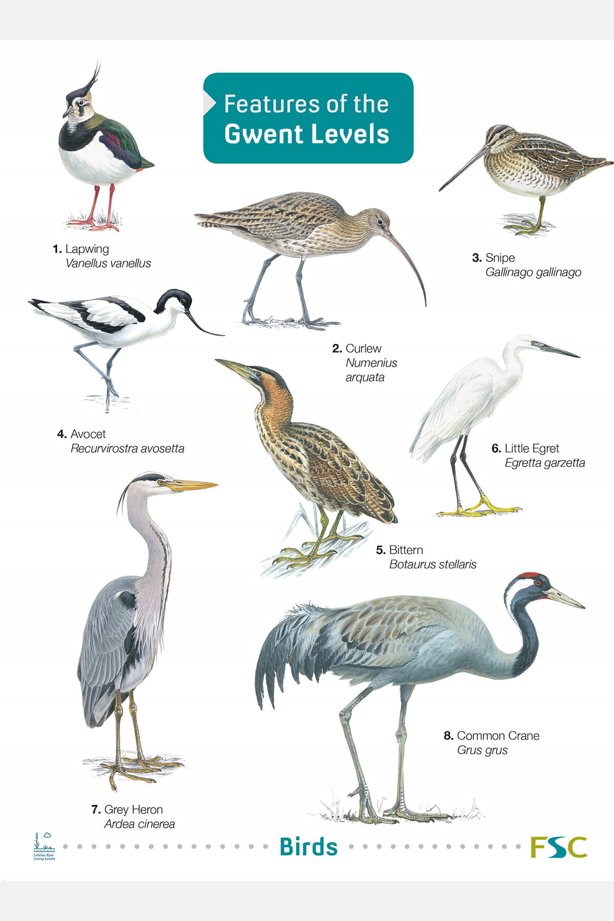 Barclay, K.; Harris, C.; Lewis, M.; Rodgers, K. - Features of the Gwent Levels (Identification Chart)