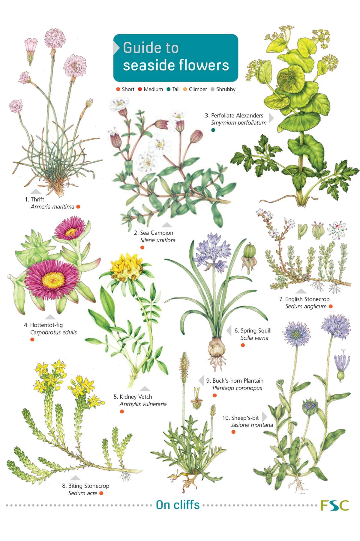 Norman, S. - Guide to Seaside Flowers (Identification Chart)