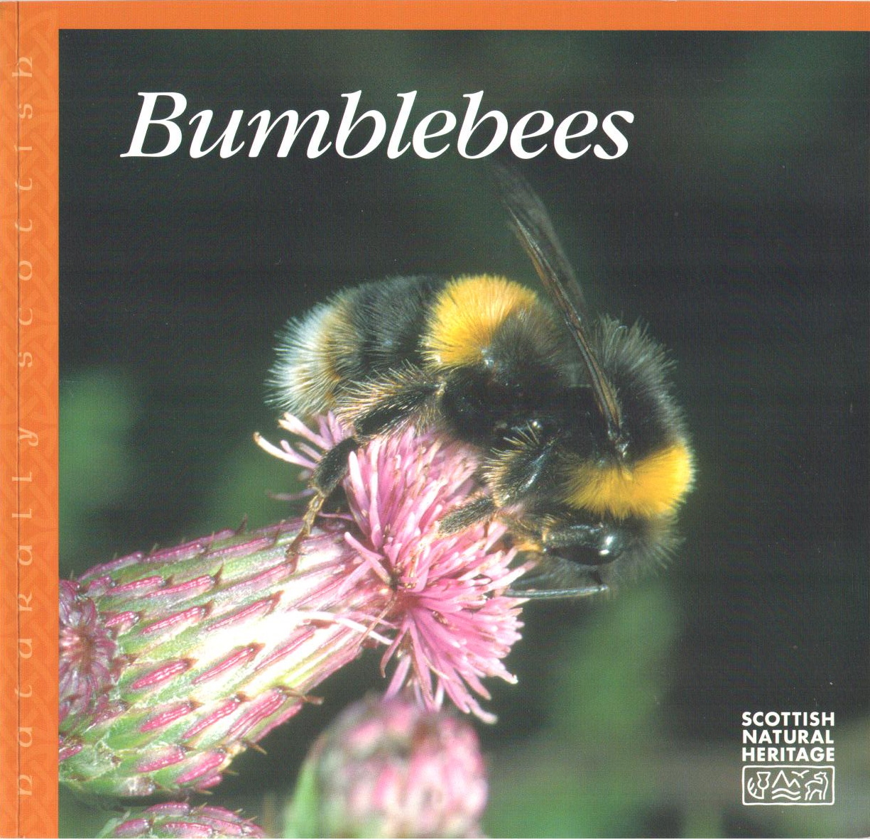 Macdonald, M. - Bumblebees Naturally Scottish