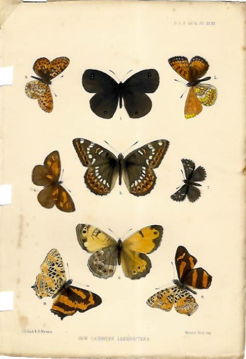 Ford, G.H.; Mintern, R. - Cashmere butterflies - colour plate