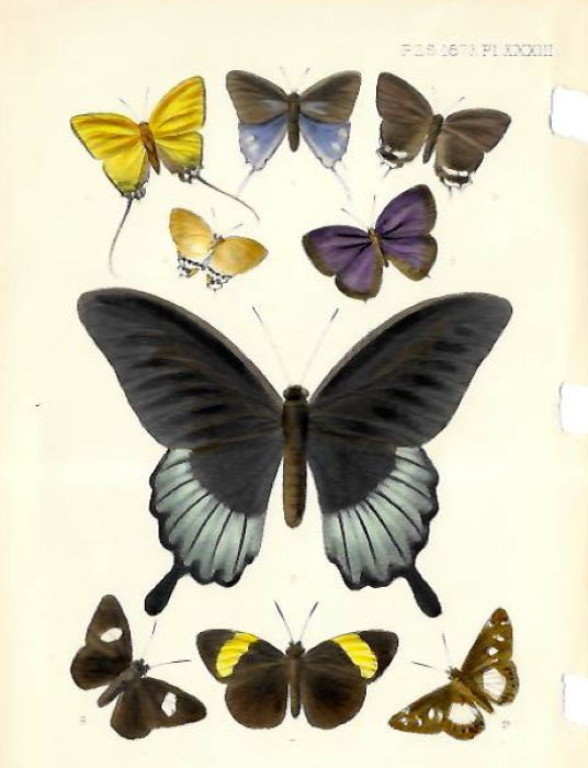 Cooke, E. - Butterflies of Borneo - 2 colour plates