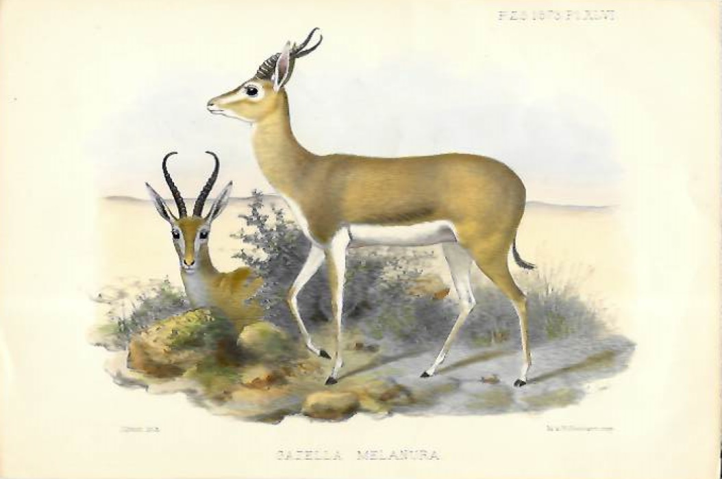 Smit, J. - <i>Gazella melanura</i> (Antelope) - colour plate