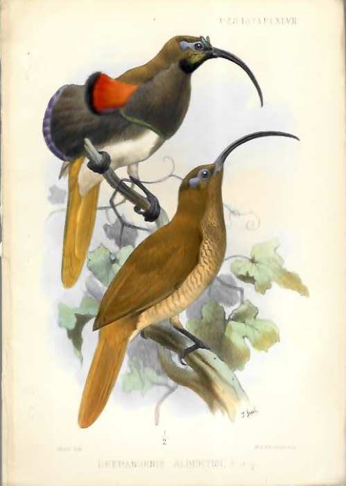Smit, J. - D'Albertis Bird of Paradise <i>Drepanornis albertisi</i>, showing the male and female - original colour print