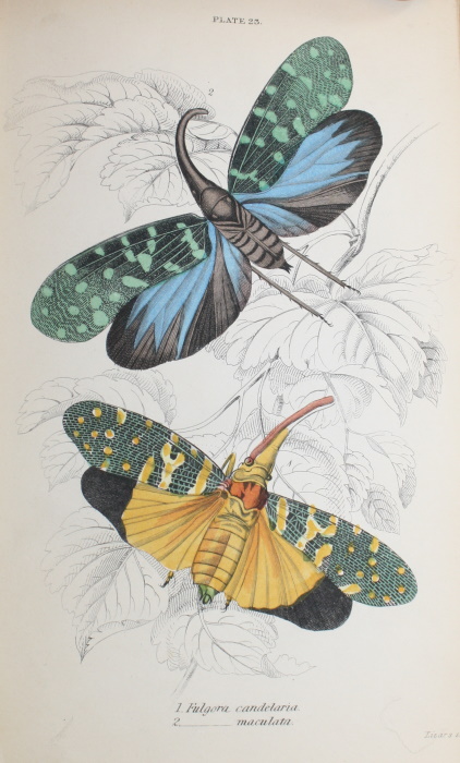 Duncan, James - Introduction to Entomology The Naturalist's Library XXIX. Entomology I
