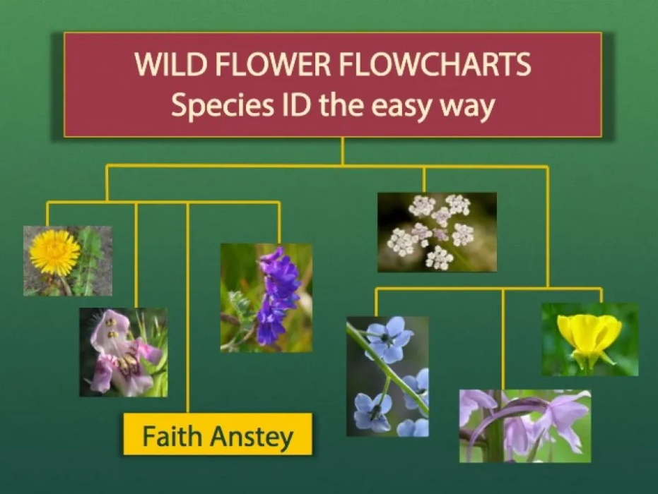 Anstey, F. - Wild Flower Flowcharts: Species ID the Easy Way