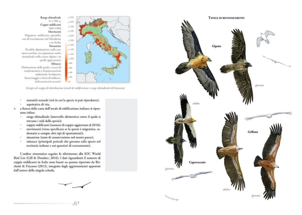 Cauli, F.; Genero, F. - Rapaci d'Italia [Raptors of Italy]