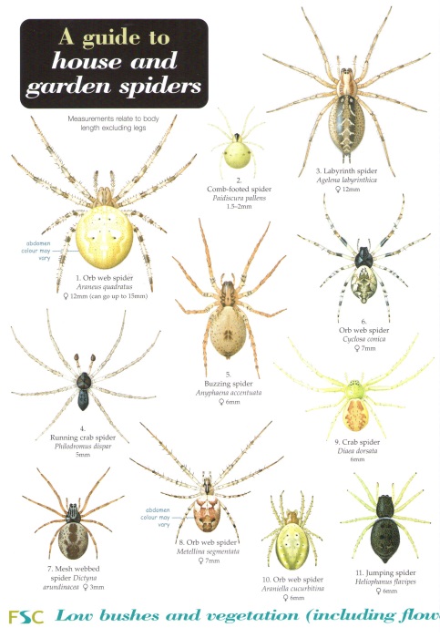 Bee, L.; Lewington, R. (Illustrator) - House and Garden Spiders (Identification Chart)
