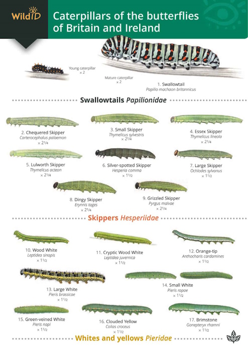 Bebbington, J.; Lewington, R. (Illustrator) - Caterpillars of the Butterflies of Britain and Ireland (Identification Chart)