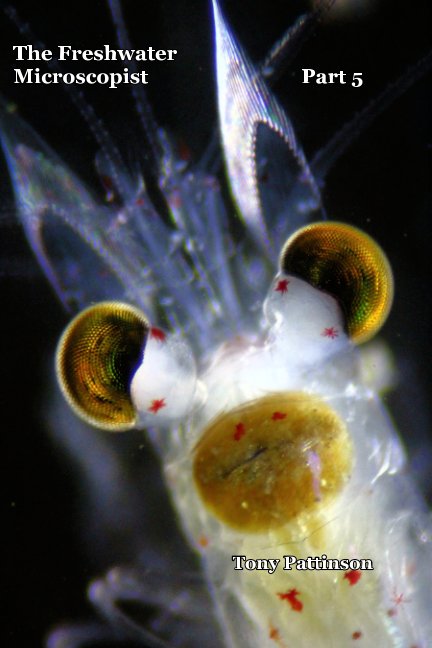 Pattinson, T. - The Freshwater Microscopist. Pt 5