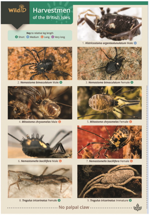 Richards, P. - Harvestmen of the British Isles (Identification Chart)