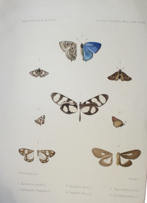 Aurivillius, P.O.C. - Recensio critica Lepidopterorum Musei Ludovicae Ulricae quae descripsit Carolus A. Linn
