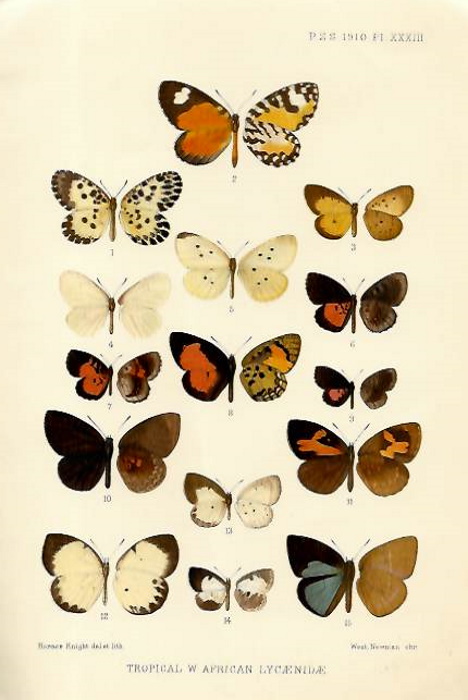Druce, H.H. - On some new and little-known Butterflies of the family Lycaenidae from the African, Australian, and Oriental Regions [and] On some New and Little-known Hesperiidae from Tropical West Africa [and] Descriptions of new Lycaenidae and Hesperiidae from Tropica