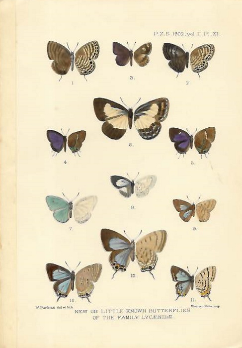 Druce, H.H. - On some new and little-known Butterflies of the family Lycaenidae from the African, Australian, and Oriental Regions