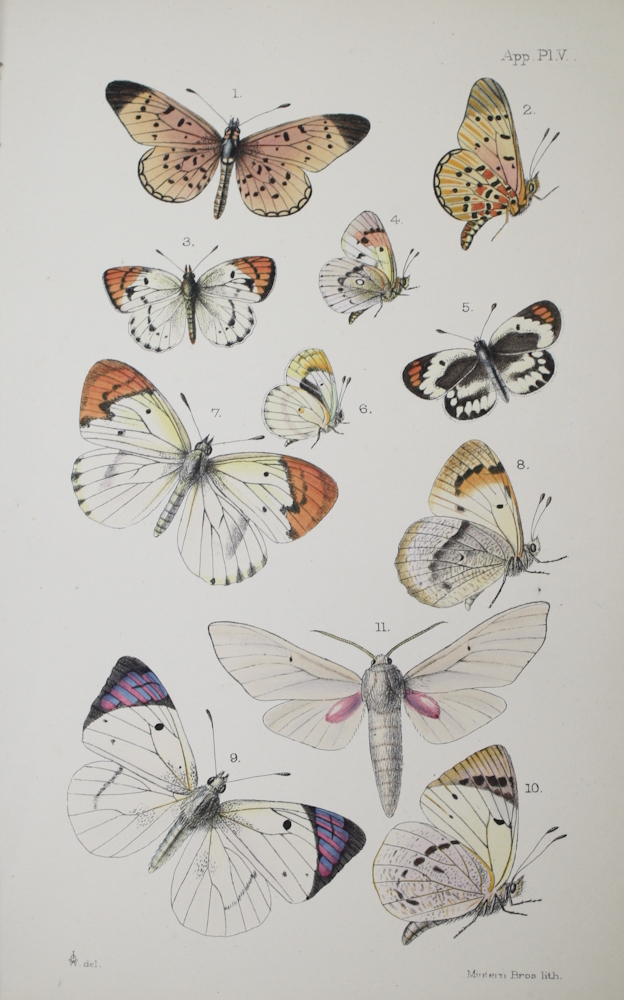 Westwood, J.O.; [Oates, Frank] - Matabele Land and the Victoria Falls. From the Letters and Journals of the late Frank Oates. Appendix IV Entomology