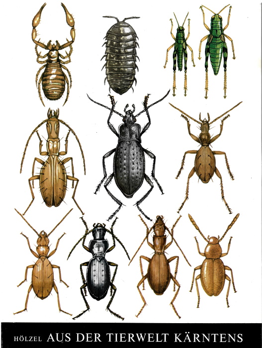 Hlzel, E. - Aus der Tierwelt Krntens: In Krnten entdeckte Arthropoden