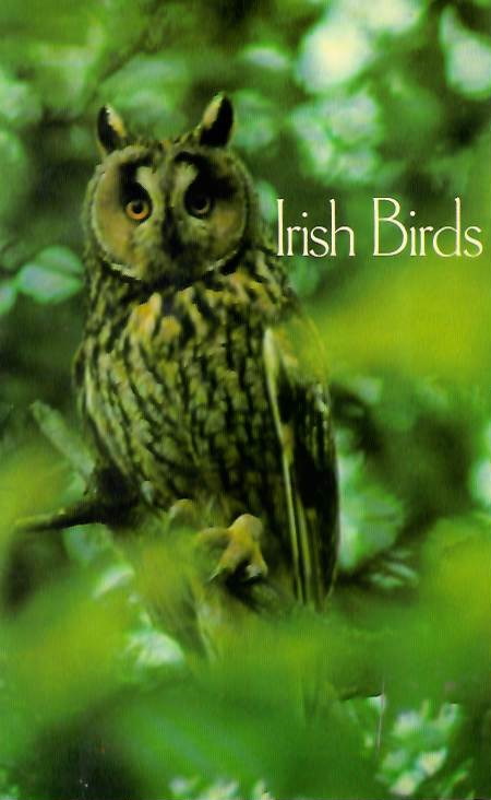 Hillis, P. - Irish Birds