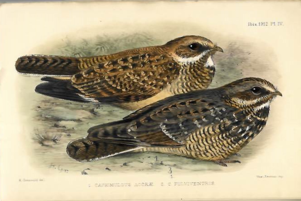 Bannerman, D.A. - On a Collection of Birds made by Mr. Willoughby P. Lowe on the West Coast of Africa and outlying Islands; with Field-notes by the Collector