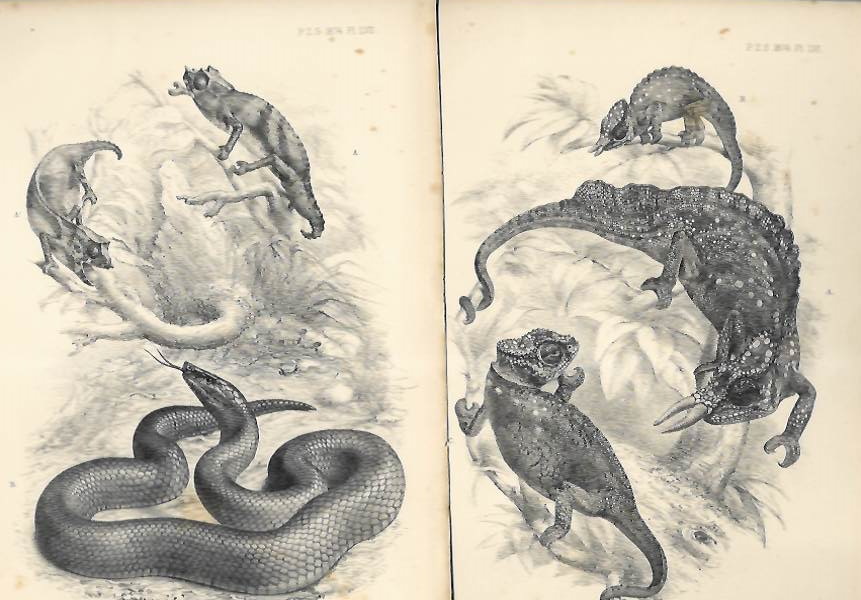 Ford, G.H. - Chamaeleon montium / Rampholeon spectrum & Bothrolycus ater - two original lithographic printes