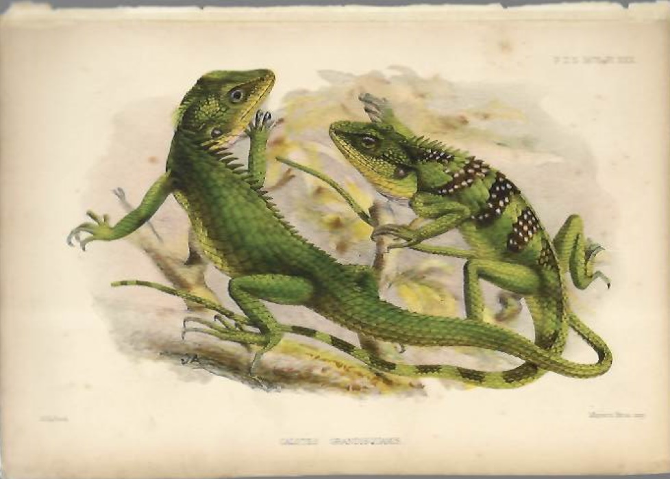 Ford, G.H. - Calotes grandisquamis- handcoloured lithographic print